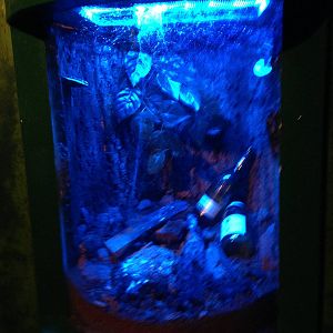 White Orb Web Spider Exhibit at Blue Planet Aquarium - 05/10/2013