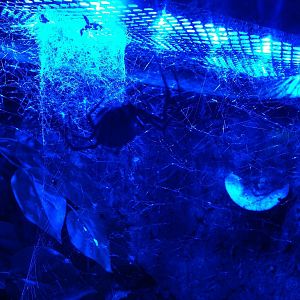 White Orb Web Spider at Blue Planet Aquarium - 05/10/2013