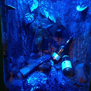 White Orb Web Spider Exhibit at Blue Planet Aquarium - 05/10/2013