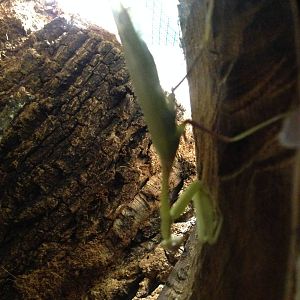 Congo Green Mantis at Blue Planet Aquarium - 05/10/2013