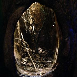 Spider Exhibit at Blue Planet Aquarium - 05/10/2013