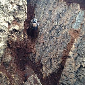 Death's Dead Cockroach at Blue Planet Aquarium - 05/10/2013