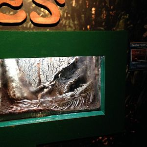 Death's Dead Cockroach Exhibit at Blue Planet Aquarium - 05/10/2013