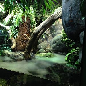 Emerald Tree Monitor Exhibit at Blue Planet Aquarium - 05/10/2013