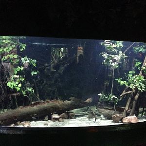 Flooded Forest Exhibit at Blue Planet Aquarium - 05/10/2013