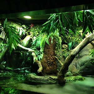 Emerald Tree Monitor Exhibit at Blue Planet Aquarium - 05/10/2013