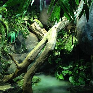 Emerald Tree Monitor Exhibit at Blue Planet Aquarium - 05/10/2013