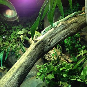 Emerald Tree Monitor Exhibit at Blue Planet Aquarium - 05/10/2013