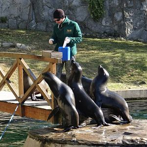 Arctocephalus pusillus