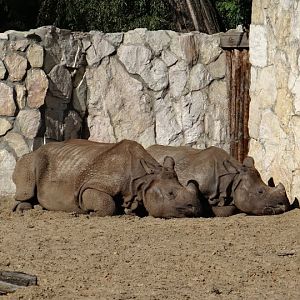 Rhinoceros unicornis