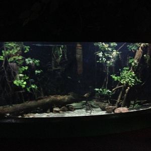 Flooded Forest Exhibit at Blue Planet Aquarium - 05/10/2013