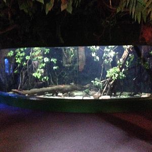 Flooded Forest Exhibit at Blue Planet Aquarium - 05/10/2013
