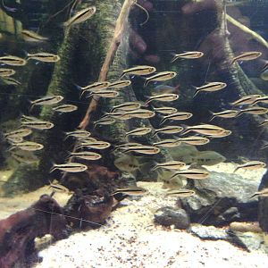 Penguin Tetras at Blue Planet Aquarium - 05/10/2013