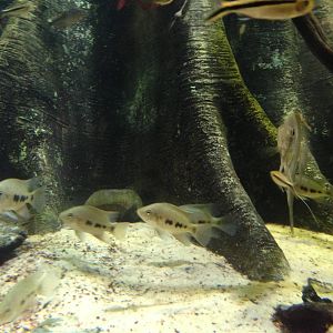 (Fish ID?) at Blue Planet Aquarium - 05/10/2013
