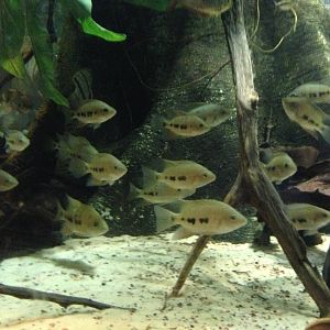 (Fish ID?) at Blue Planet Aquarium - 05/10/2013