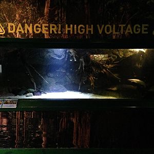 Electric Eel Tank at Blue Planet Aquarium - 05/10/2013