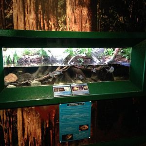 Cichlids Under Threat Exhibit at Blue Planet Aquarium - 05/10/2013