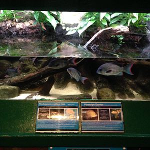 Cichlids Under Threat Exhibit at Blue Planet Aquarium - 05/10/2013