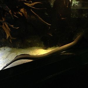 Electric Eel at Blue Planet Aquarium - 05/10/2013