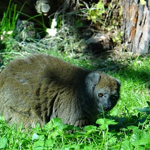 Hapalemur alaotrensis