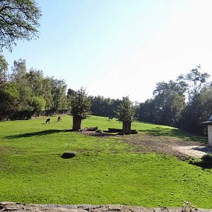 Paddock of Kobus ellipsiprymnus defassa