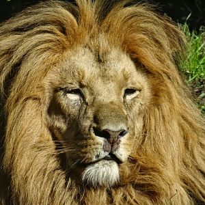 Panthera leo bleyenberghi