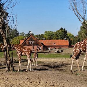 Giraffa camelopardalis reticulata