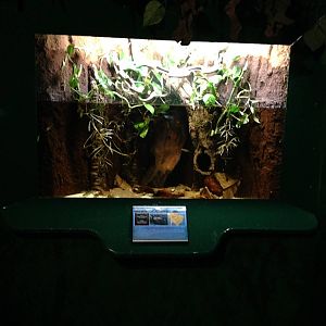 Splash Tetra Tank at Blue Planet Aquarium - 05/10/2013
