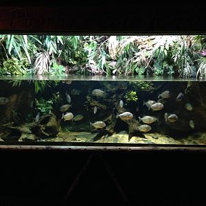 Red-bellied Piranha Tank at Blue Planet Aquarium - 05/10/2013