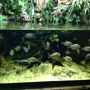 Red-bellied Piranha Tank at Blue Planet Aquarium - 05/10/2013