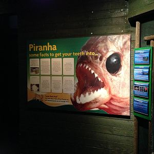 Red-bellied Piranha Signage at Blue Planet Aquarium - 05/10/2013