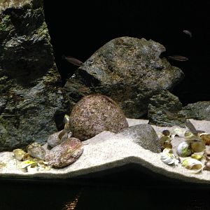 Shell-dwelling Cichlid Tank at Blue Planet Aquarium - 05/10/2013