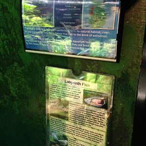 Cherry Barb and Labyrinth Fish Signage at Blue Planet Aquarium - 05/10/2013