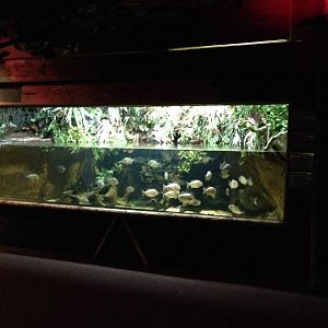 Red-bellied Piranha Tank at Blue Planet Aquarium - 05/10/2013