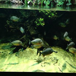 Red-bellied Piranha Tank at Blue Planet Aquarium - 05/10/2013