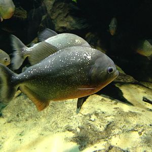 Red-bellied Piranha at Blue Planet Aquarium - 05/10/2013