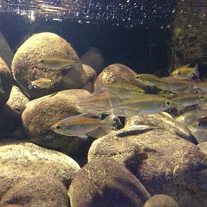 Congo Tetra at Blue Planet Aquarium - 05/10/2013