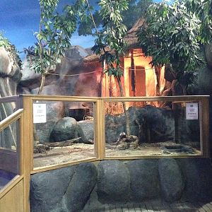 New Tortoise Exhibit at Blue Planet Aquarium - 05/10/2013