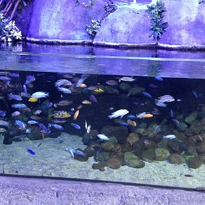 African Cichlid Tank at Blue Planet Aquarium - 05/10/2013