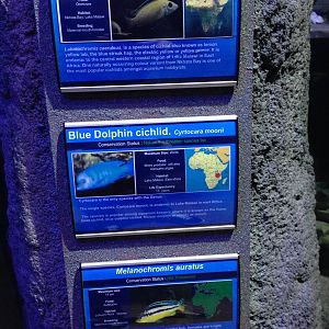 African Cichlid Signage at Blue Planet Aquarium - 05/10/2013