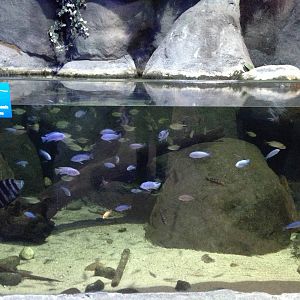 African Cichlid Tank at Blue Planet Aquarium - 05/10/2013