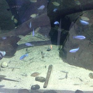 African Cichlid Tank at Blue Planet Aquarium - 05/10/2013