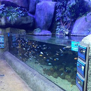 African Cichlid Tank at Blue Planet Aquarium - 05/10/2013