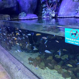 African Cichlid Tank at Blue Planet Aquarium - 05/10/2013
