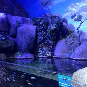 African Cichlid Tank at Blue Planet Aquarium - 05/10/2013