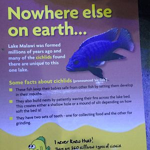 African Cichlid Signage at Blue Planet Aquarium - 05/10/2013