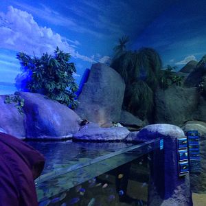 African Cichlid Tank at Blue Planet Aquarium - 05/10/2013