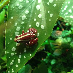 Anthony's Poison Arrow Frog at Blue Planet Aquarium - 05/10/2013