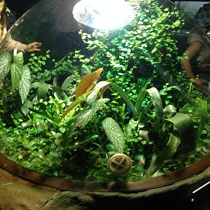 Anthony's Poison Arrow Frog Exhibit at Blue Planet Aquarium - 05/10/2013