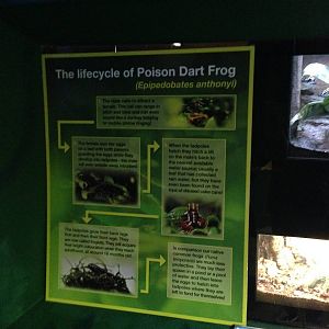 Poison Dart Frog Information Sign at Blue Planet Aquarium - 05/10/2013